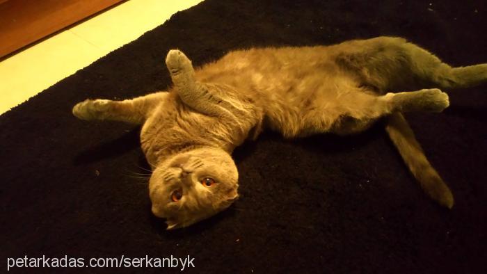 cafer Erkek Scottish Fold