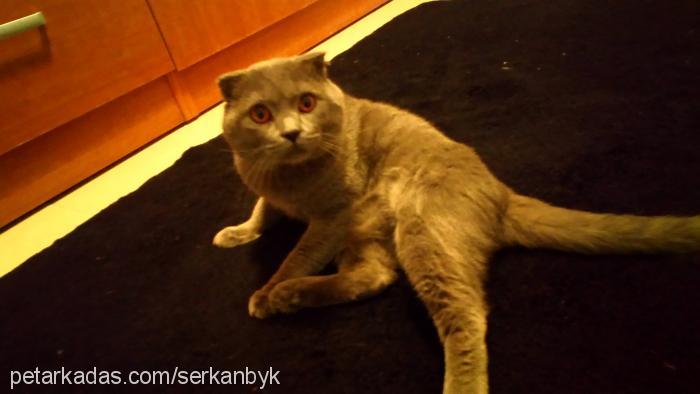 cafer Erkek Scottish Fold