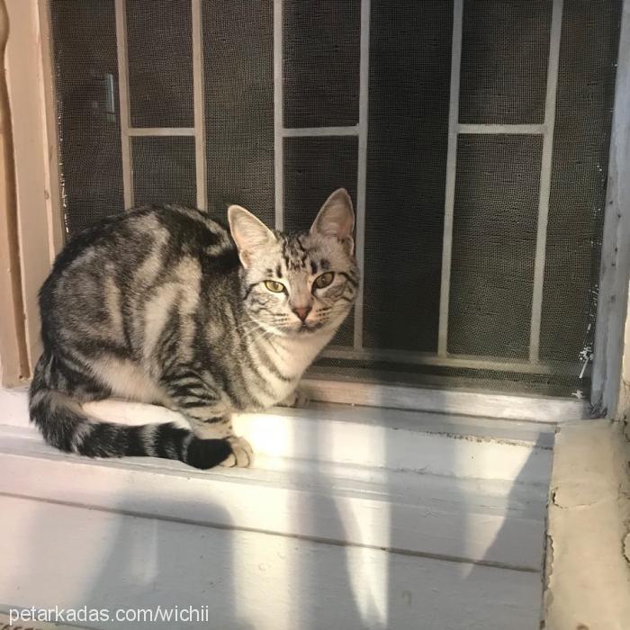 destİnİ Dişi American Shorthair