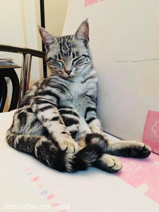 destİnİ Dişi American Shorthair