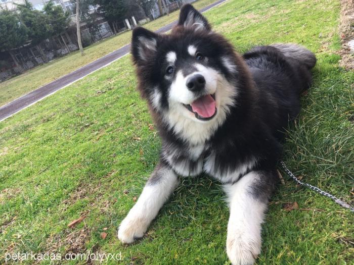 arya Dişi Alaskan Malamute