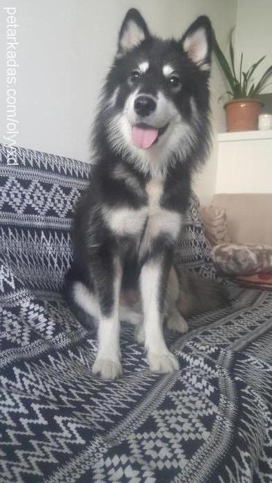 arya Dişi Alaskan Malamute