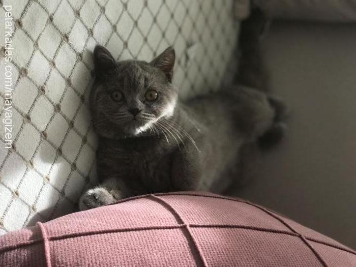 arwen Dişi British Shorthair