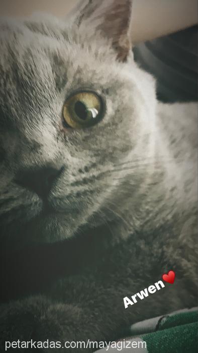 arwen Dişi British Shorthair