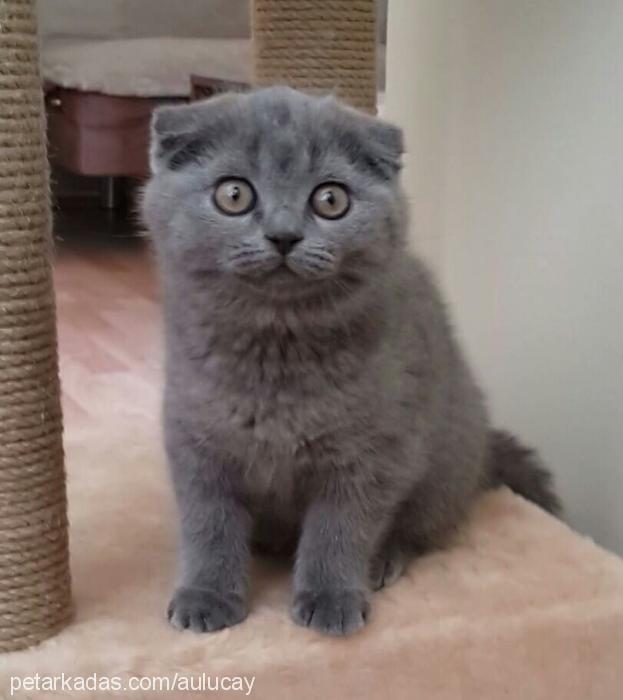 michelle Dişi Scottish Fold