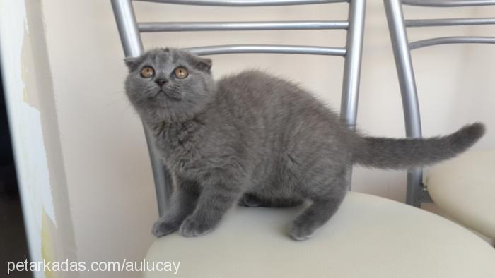 michelle Dişi Scottish Fold