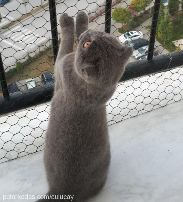 michelle Dişi Scottish Fold