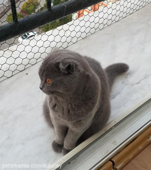 michelle Dişi Scottish Fold