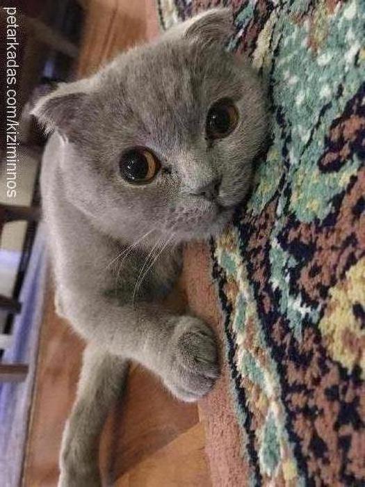 minnoş Dişi Scottish Fold