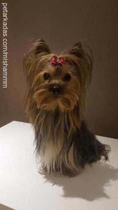 bıdık Erkek Yorkshire Terrier