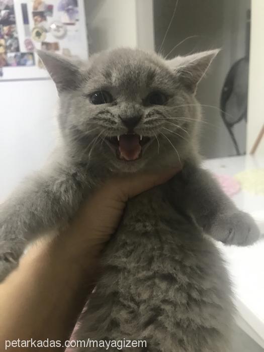 arwen Dişi British Shorthair