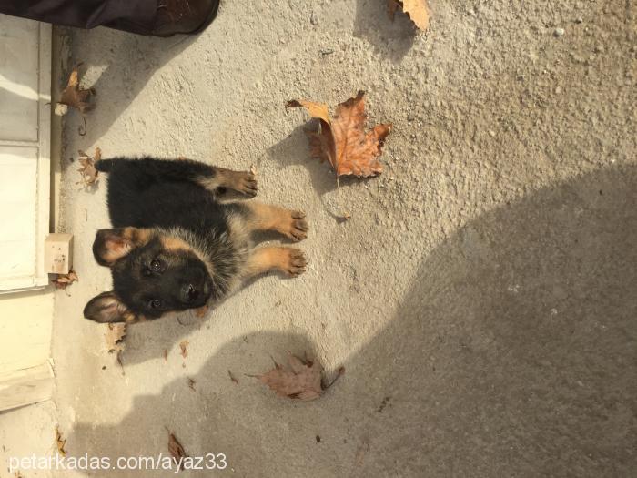 Çakırdeyzi Erkek Alman Çoban Köpeği