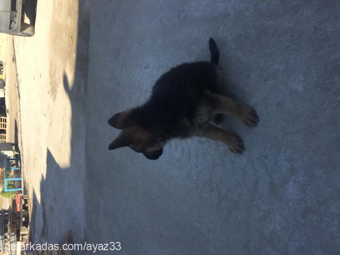 Çakırdeyzi Erkek Alman Çoban Köpeği