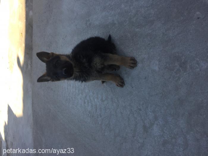 Çakırdeyzi Erkek Alman Çoban Köpeği