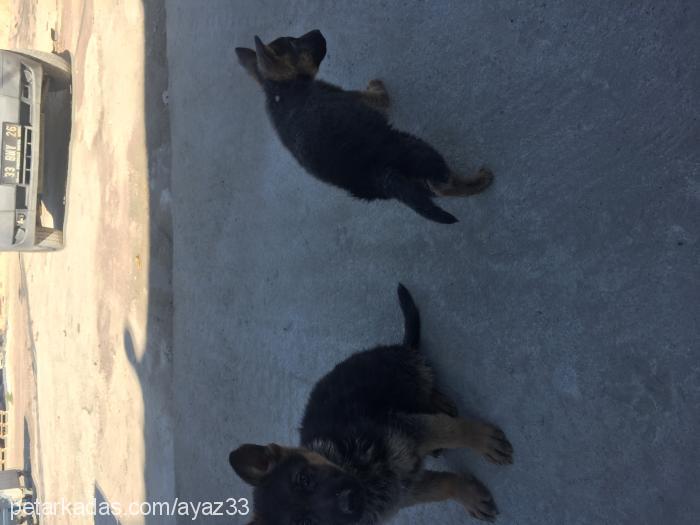 Çakırdeyzi Erkek Alman Çoban Köpeği