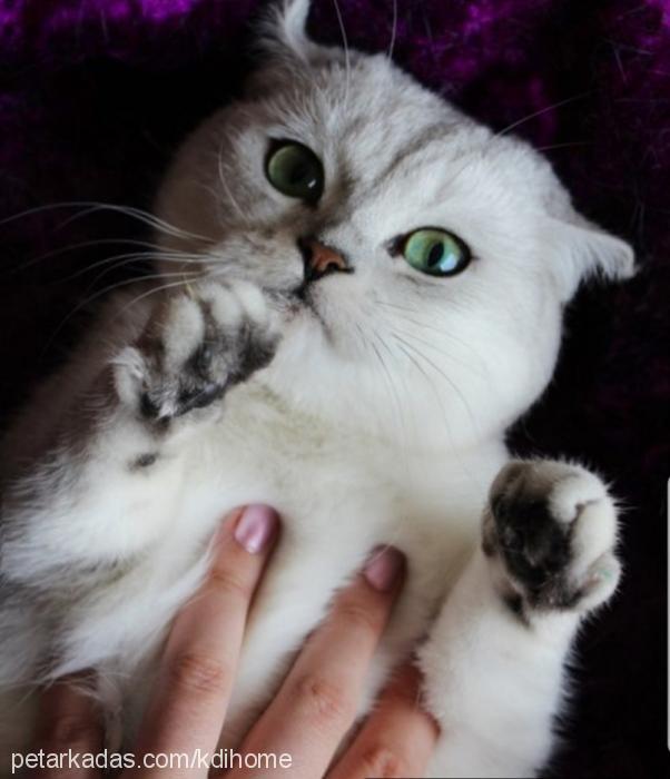 elizabeth Dişi British Shorthair