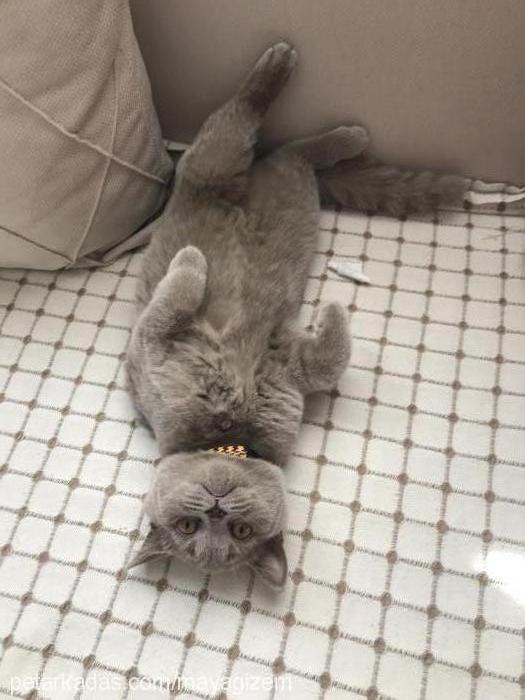 arwen Dişi British Shorthair