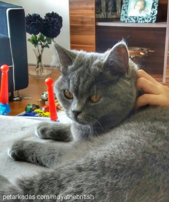 maya Dişi British Shorthair