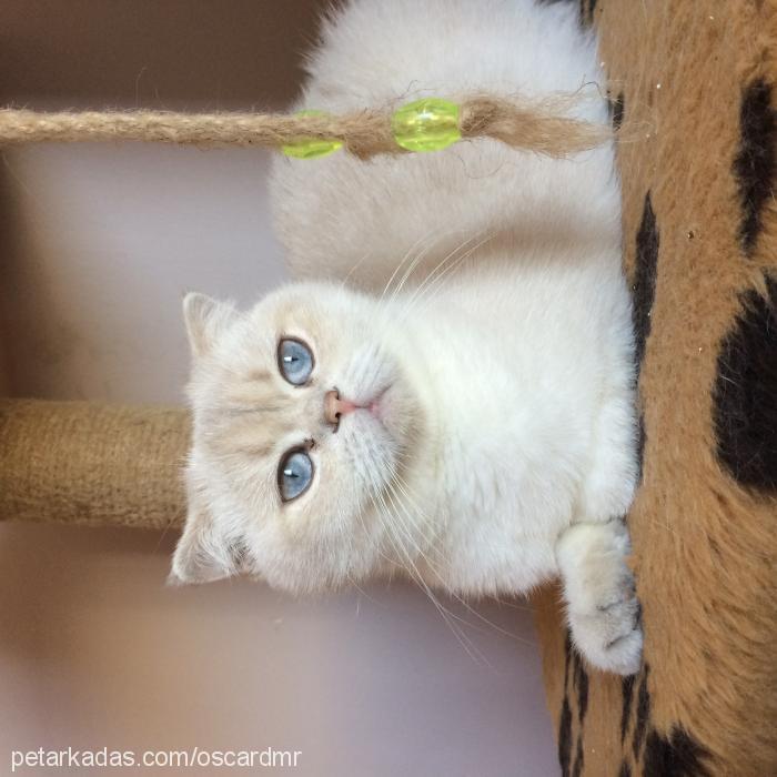 lavinya Dişi Scottish Fold