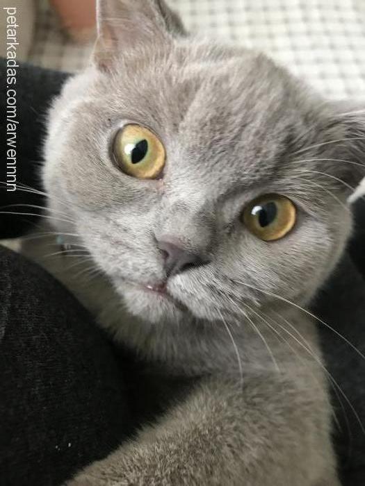 arwen Dişi British Shorthair