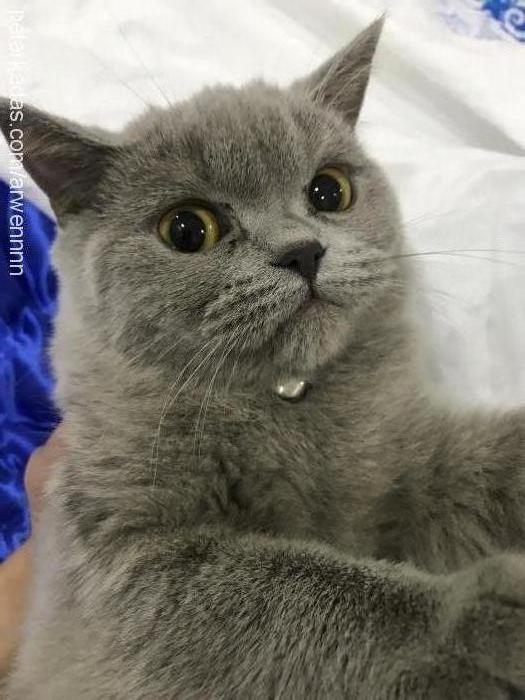 arwen Dişi British Shorthair