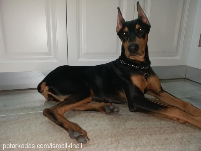 arev Dişi Doberman Pinscher