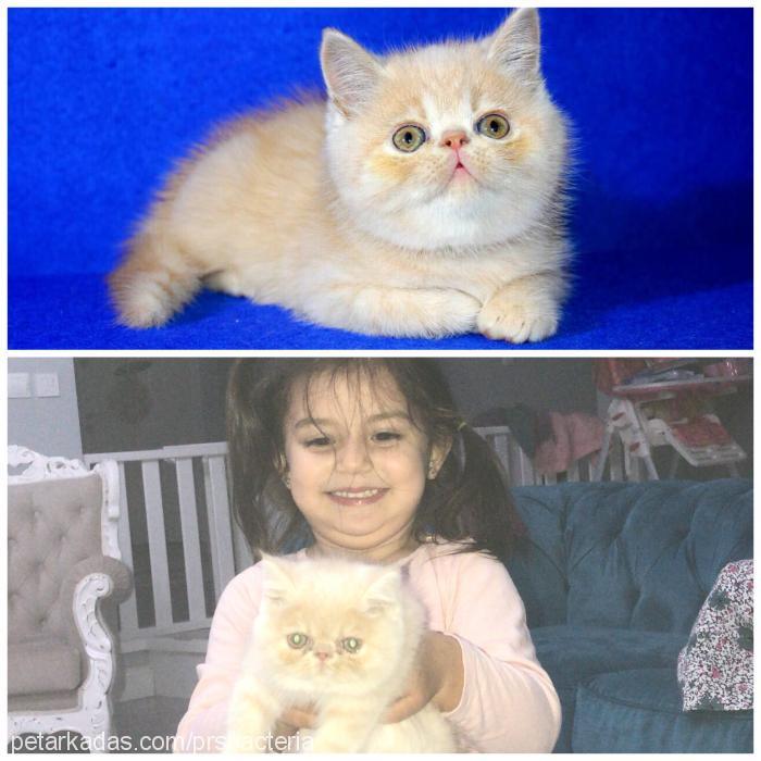 minnoş Dişi Exotic Shorthair