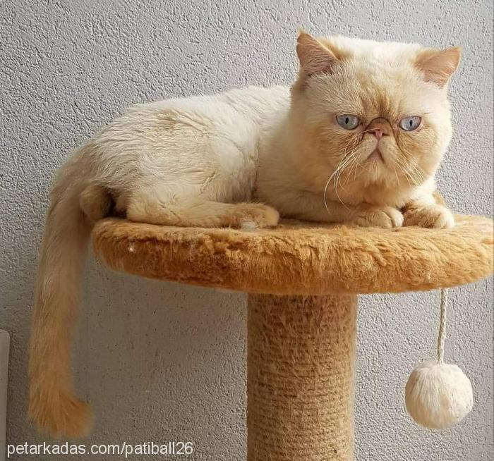 lee Erkek Exotic Shorthair