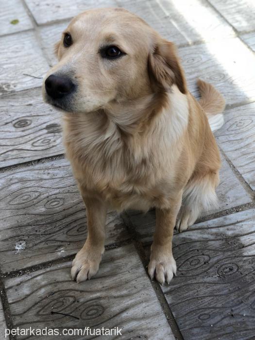 venüs Dişi Golden Retriever