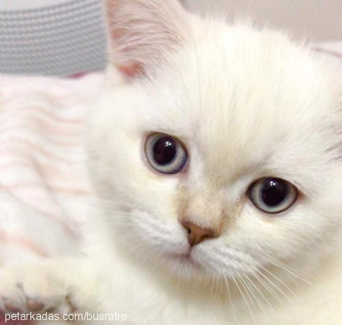 yami Dişi Scottish Fold