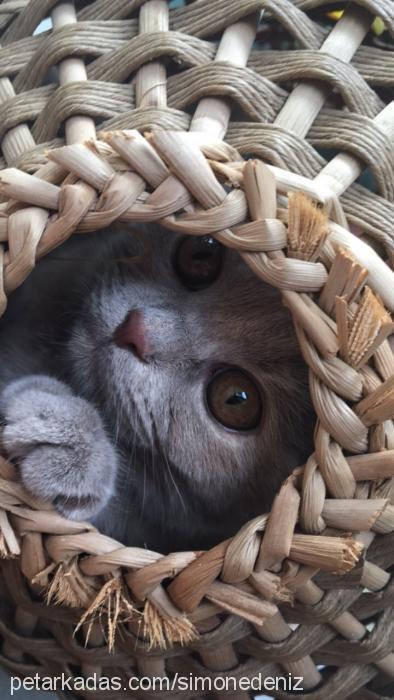 simone Dişi Scottish Fold