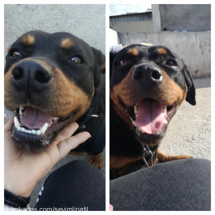 darkness Dişi Rottweiler