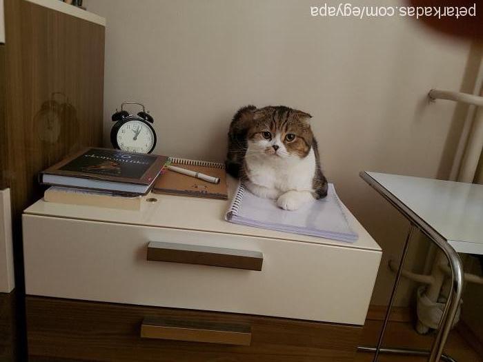 tesla Dişi Scottish Fold