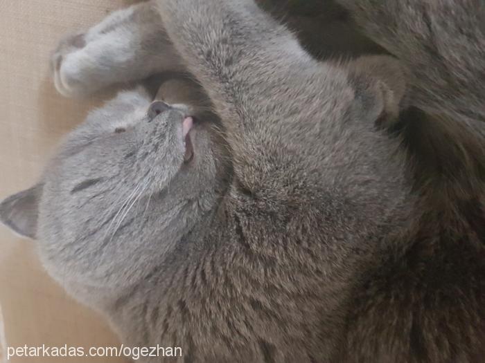 boncuk Dişi Scottish Fold