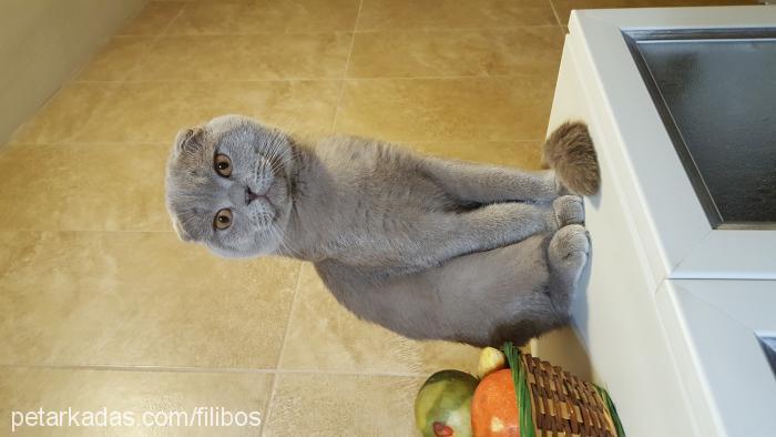 pogi Erkek Scottish Fold