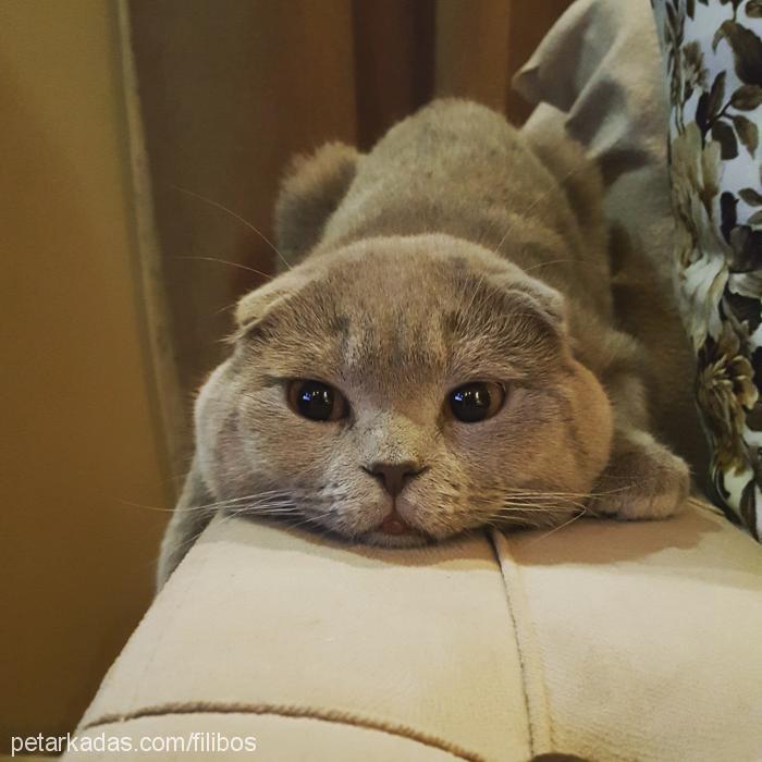 pogi Erkek Scottish Fold