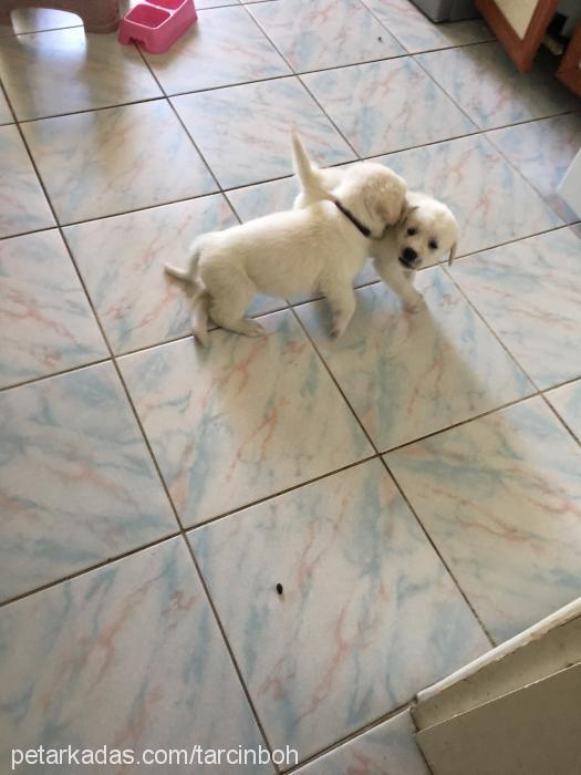 tarçın Erkek Labrador Retriever