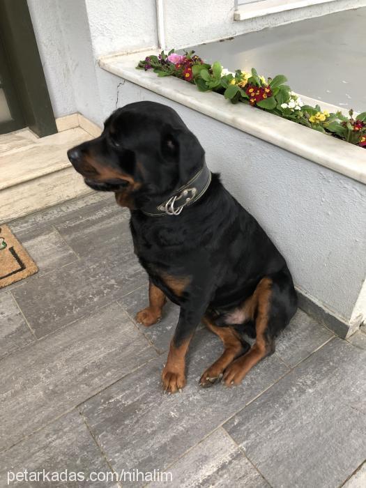 alex Erkek Rottweiler