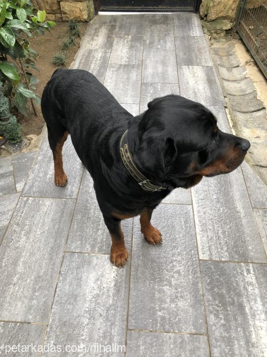 alex Erkek Rottweiler