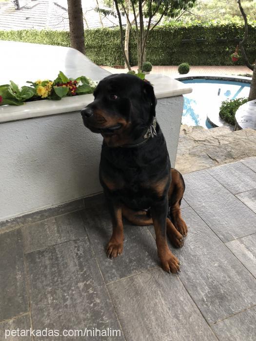 alex Erkek Rottweiler