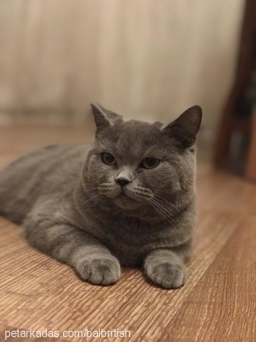 bal Dişi British Shorthair