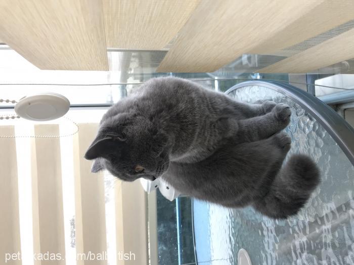 bal Dişi British Shorthair