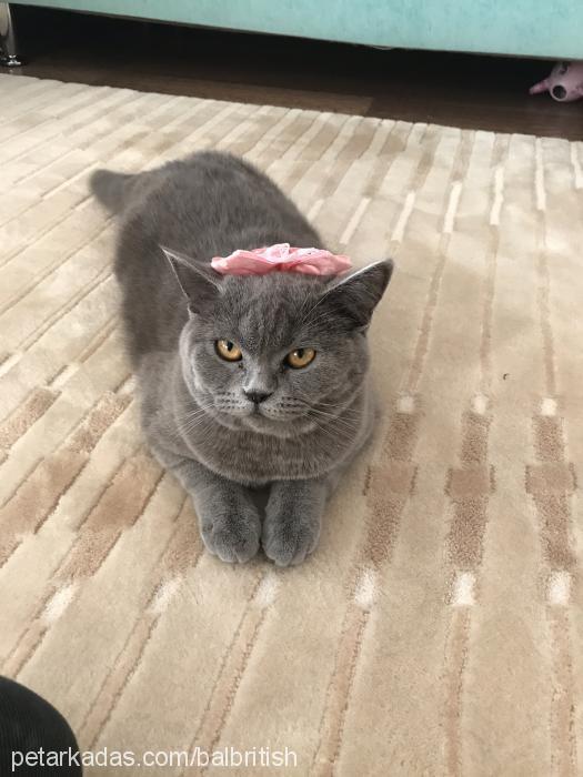 bal Dişi British Shorthair