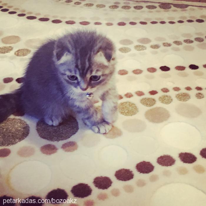 duman Erkek Scottish Fold