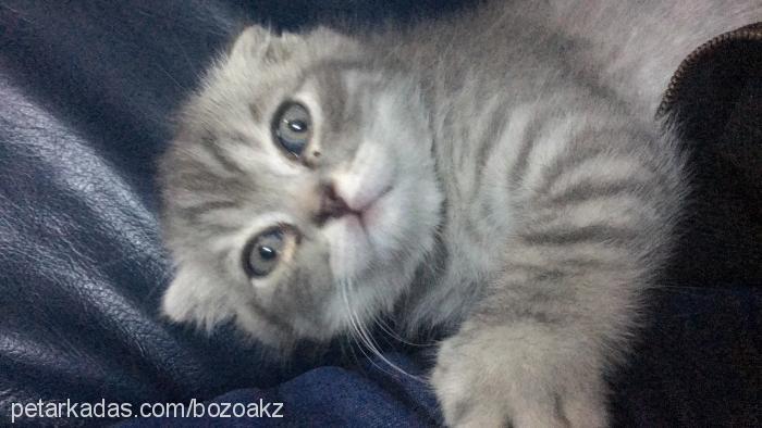 duman Erkek Scottish Fold