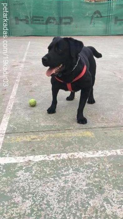 tazi Erkek Labrador Retriever