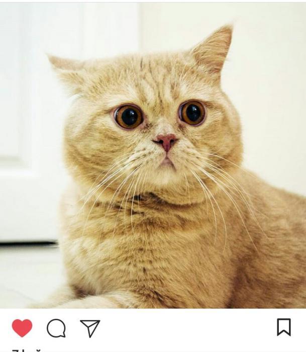 bal Erkek British Shorthair