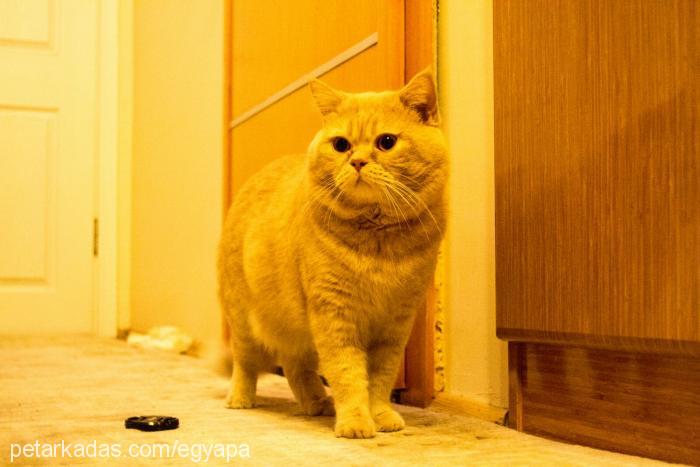 bal Erkek British Shorthair