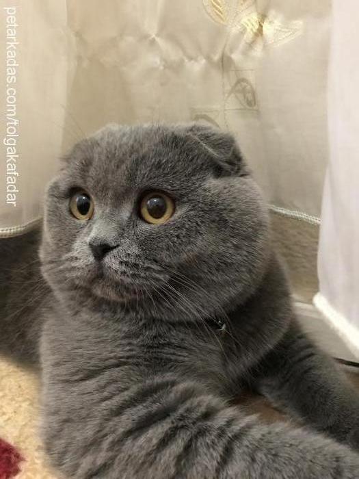 leo Erkek Scottish Fold