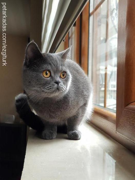 mecnun Erkek British Shorthair